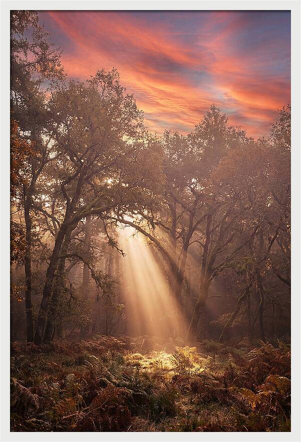 Morning Golden Light Through Forest
