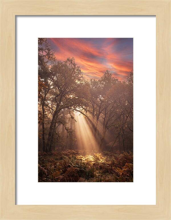 Morning Golden Light Through Forest