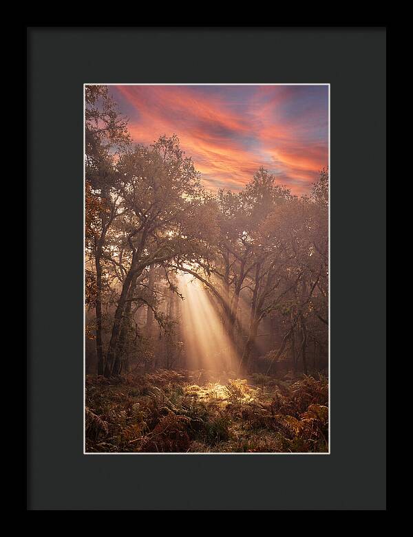 Morning Golden Light Through Forest