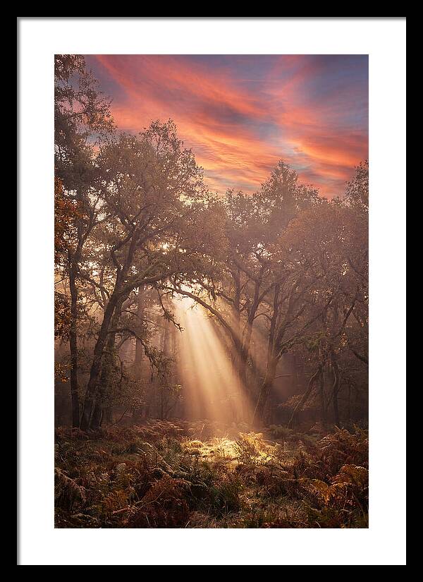 Morning Golden Light Through Forest