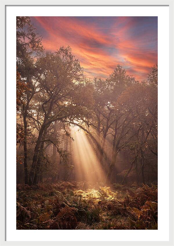 Morning Golden Light Through Forest