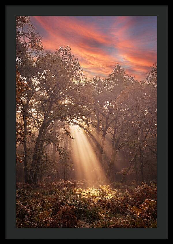Morning Golden Light Through Forest
