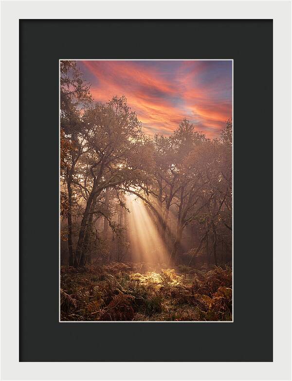 Morning Golden Light Through Forest