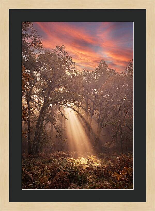 Morning Golden Light Through Forest