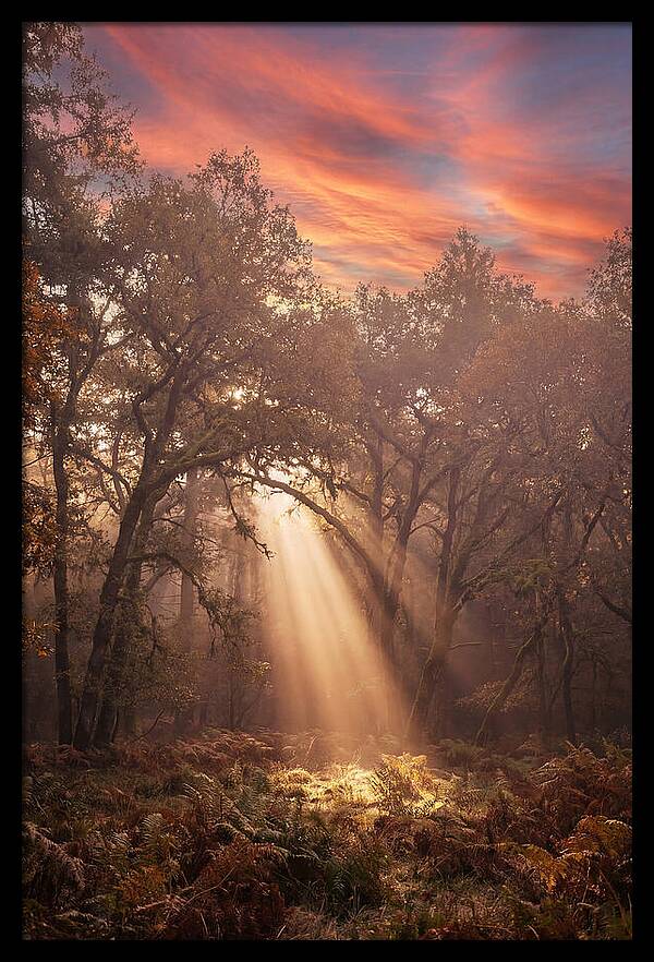 Morning Golden Light Through Forest