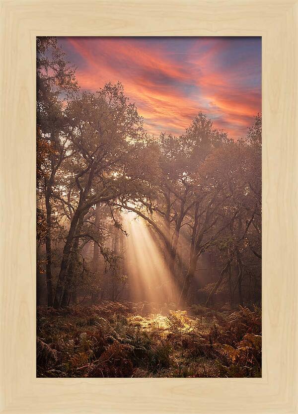 Morning Golden Light Through Forest