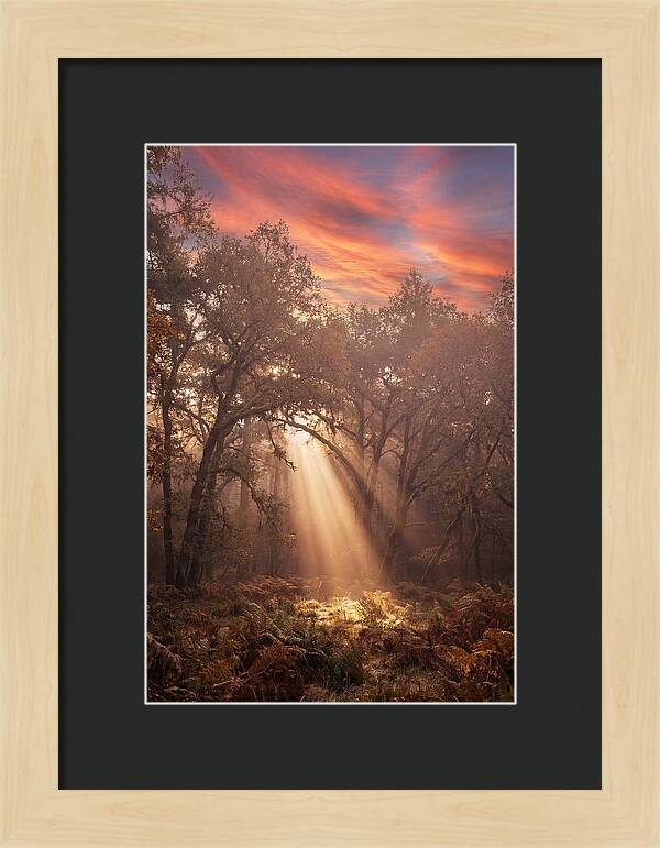 Morning Golden Light Through Forest