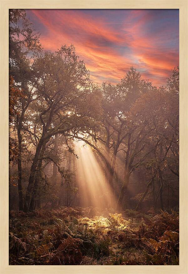 Morning Golden Light Through Forest