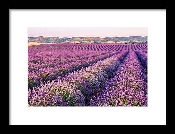 Morning Light Over Lavender Fields