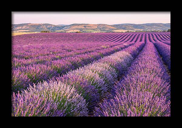 Morning Light Over Lavender Fields
