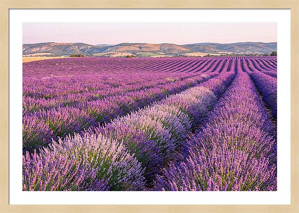 Morning Light Over Lavender Fields