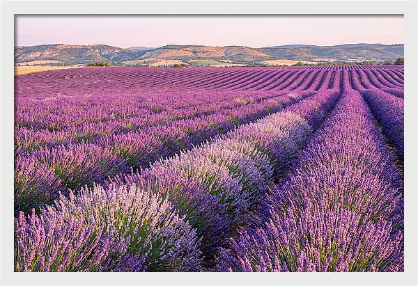 Morning Light Over Lavender Fields
