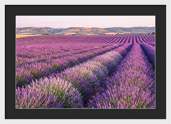 Morning Light Over Lavender Fields