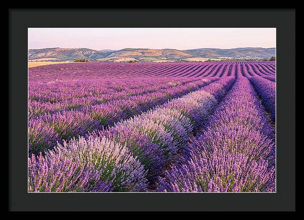 Morning Light Over Lavender Fields