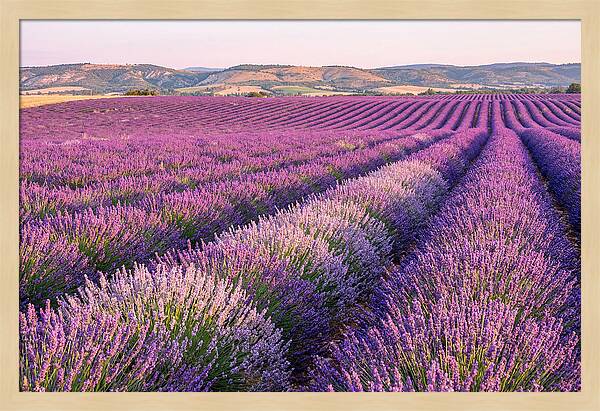 Morning Light Over Lavender Fields