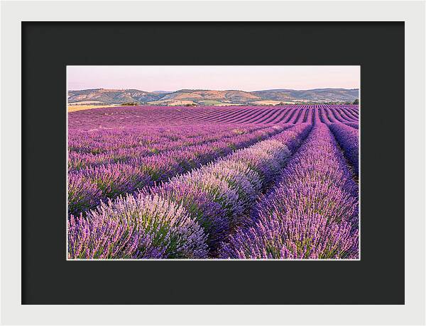 Morning Light Over Lavender Fields