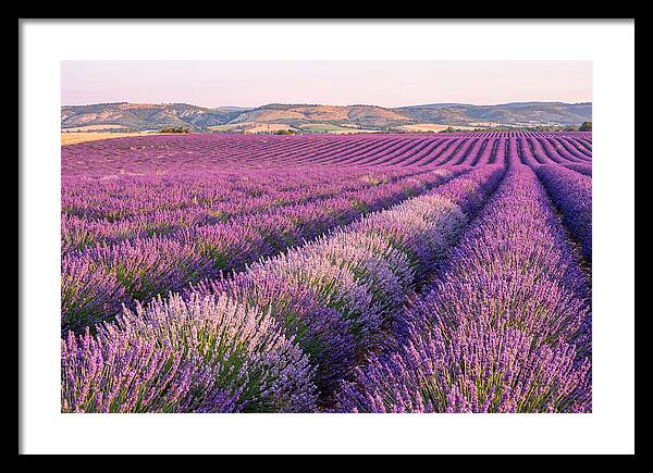Morning Light Over Lavender Fields