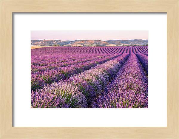 Morning Light Over Lavender Fields