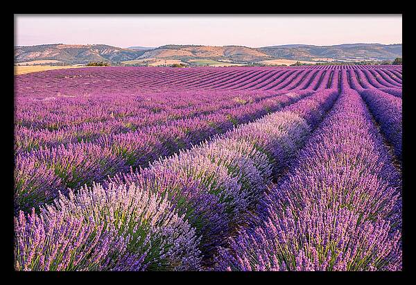 Morning Light Over Lavender Fields