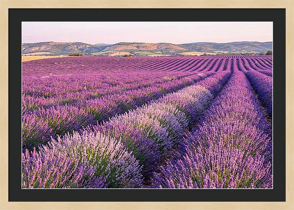 Morning Light Over Lavender Fields
