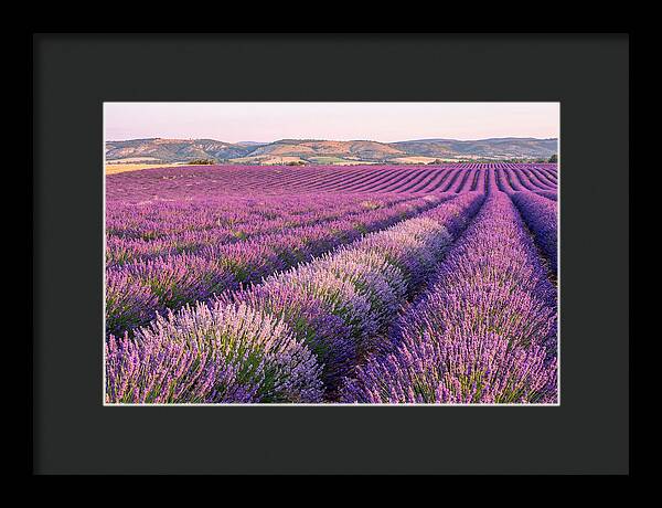 Morning Light Over Lavender Fields