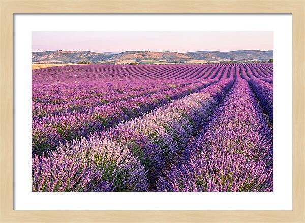 Morning Light Over Lavender Fields