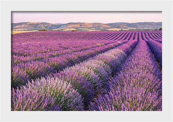 Morning Light Over Lavender Fields
