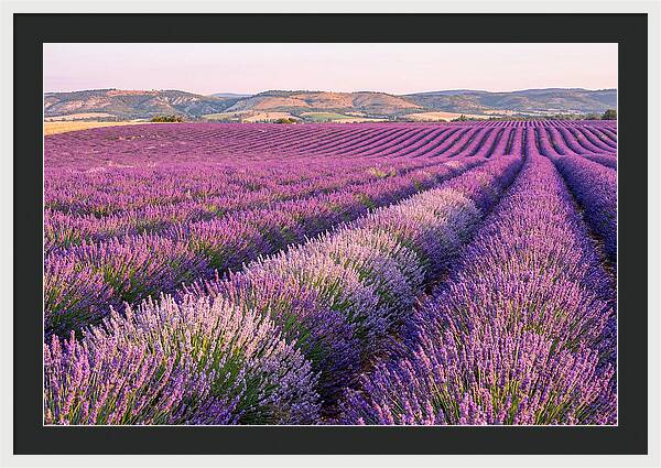Morning Light Over Lavender Fields