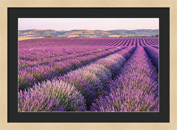 Morning Light Over Lavender Fields