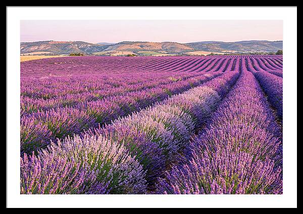 Morning Light Over Lavender Fields