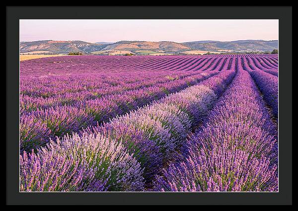 Morning Light Over Lavender Fields