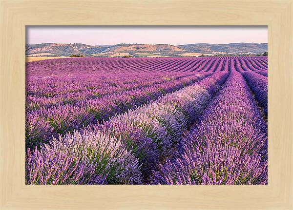 Morning Light Over Lavender Fields