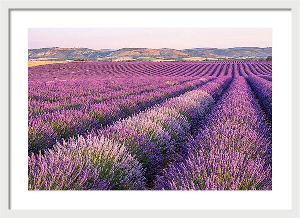 Morning Light Over Lavender Fields