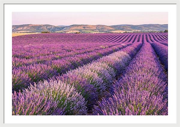 Morning Light Over Lavender Fields