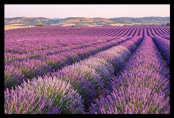 Morning Light Over Lavender Fields