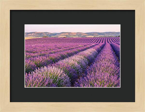 Morning Light Over Lavender Fields