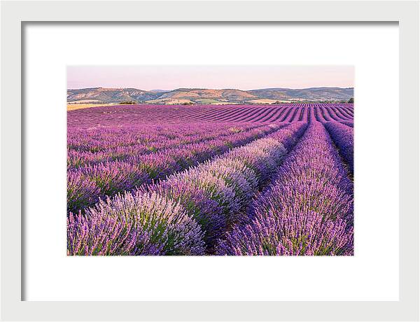 Morning Light Over Lavender Fields