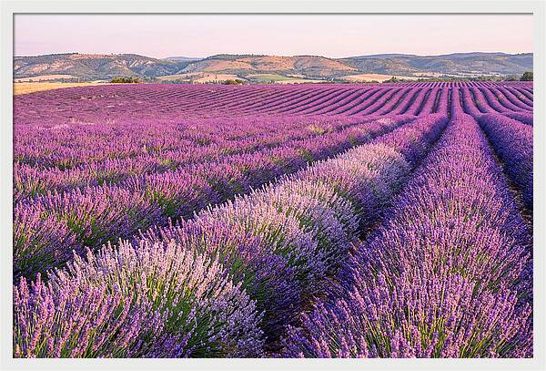 Morning Light Over Lavender Fields