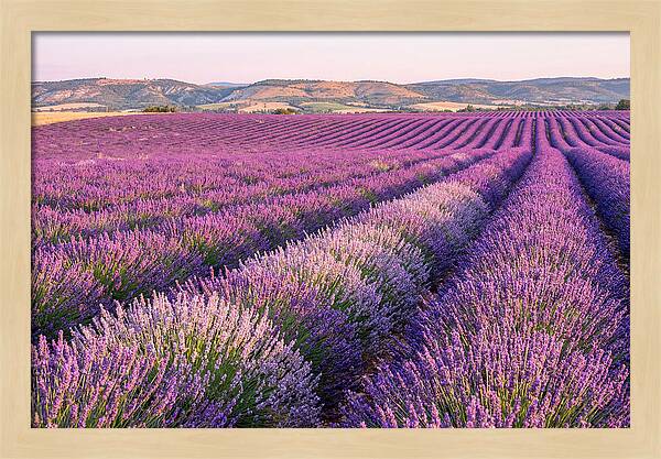 Morning Light Over Lavender Fields