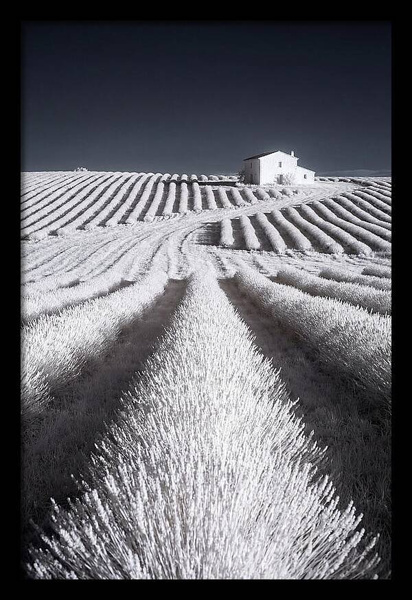 Morning Light Over Lavender Fields