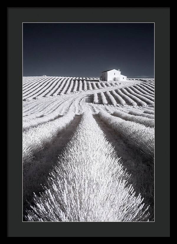 Morning Light Over Lavender Fields