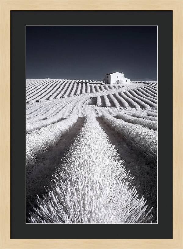 Morning Light Over Lavender Fields