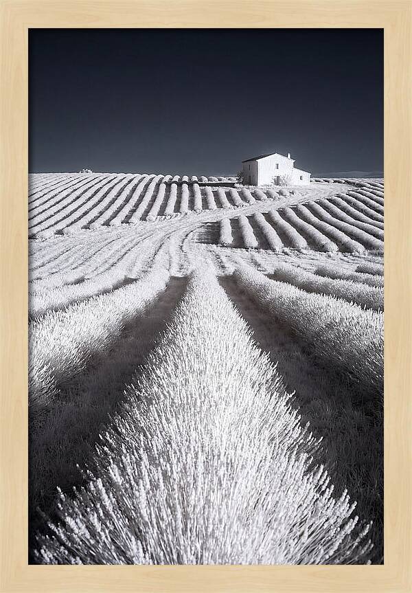 Morning Light Over Lavender Fields