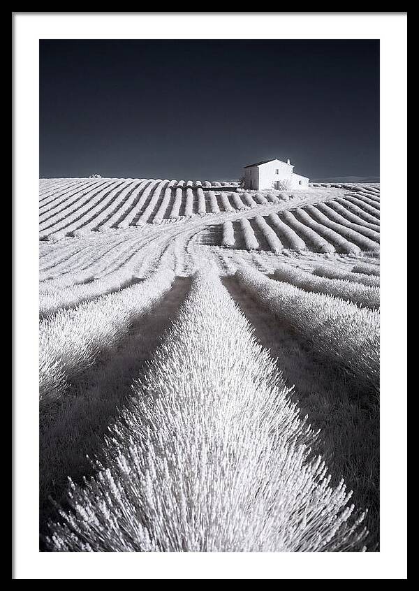 Morning Light Over Lavender Fields