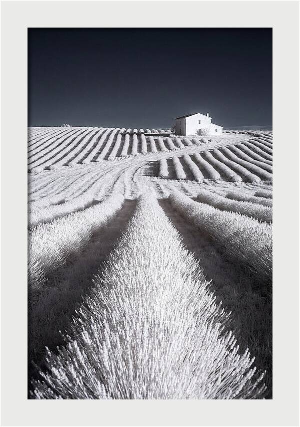 Morning Light Over Lavender Fields