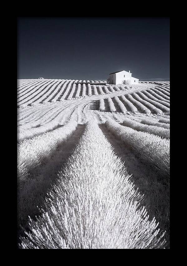 Morning Light Over Lavender Fields