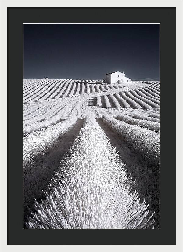 Morning Light Over Lavender Fields