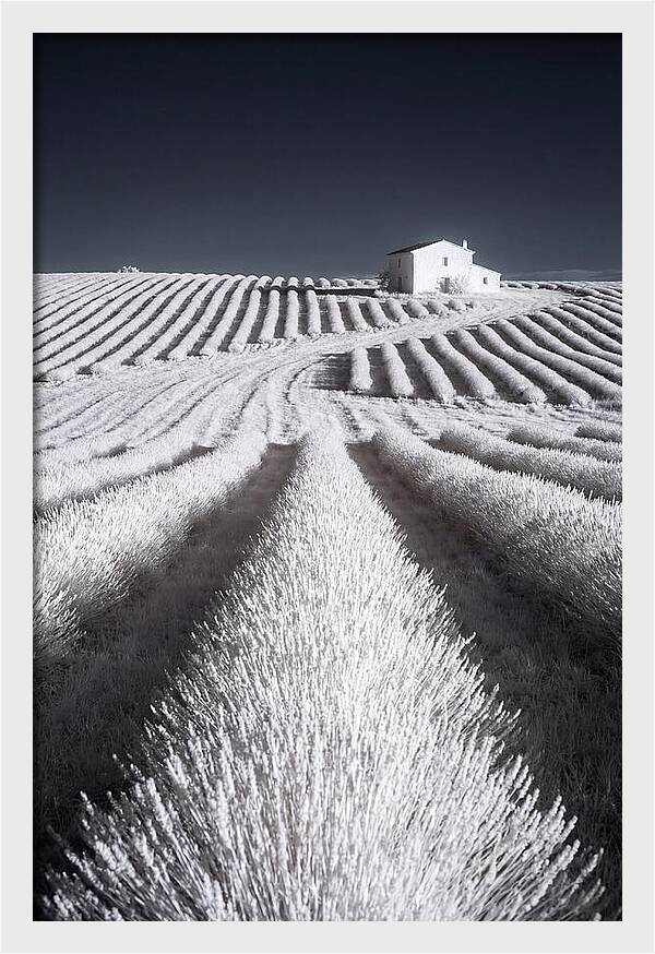 Morning Light Over Lavender Fields