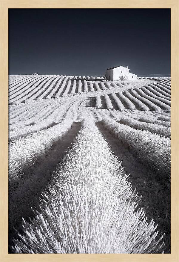 Morning Light Over Lavender Fields