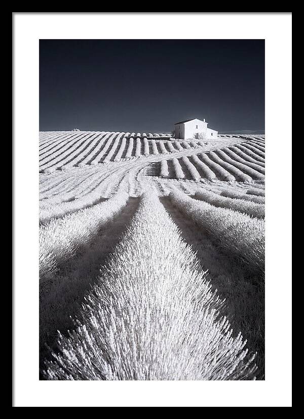 Morning Light Over Lavender Fields